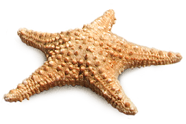 starfish